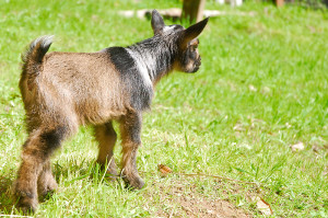 The pasture looks very big when you're a very small goat