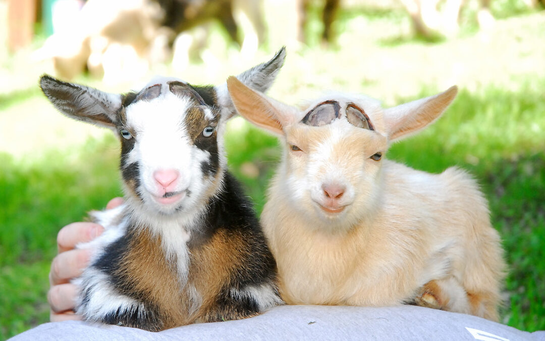 Spring Kids: The Goats Meet ‘Gulliver’