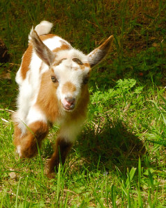 Just when the lizards thought it was safe, a new baby goat shows up in the pasture!