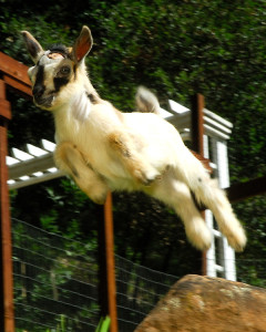 The goats didn't even notice the lizards though, they were too busy, like Rowena here, trying to fly!