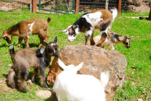 Goats love rocks!