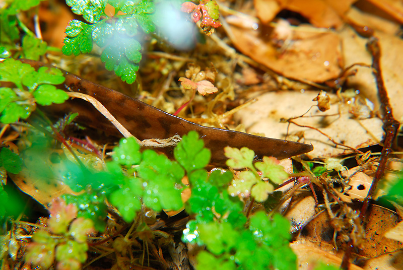 California Giant Salamander | Curbstone Valley