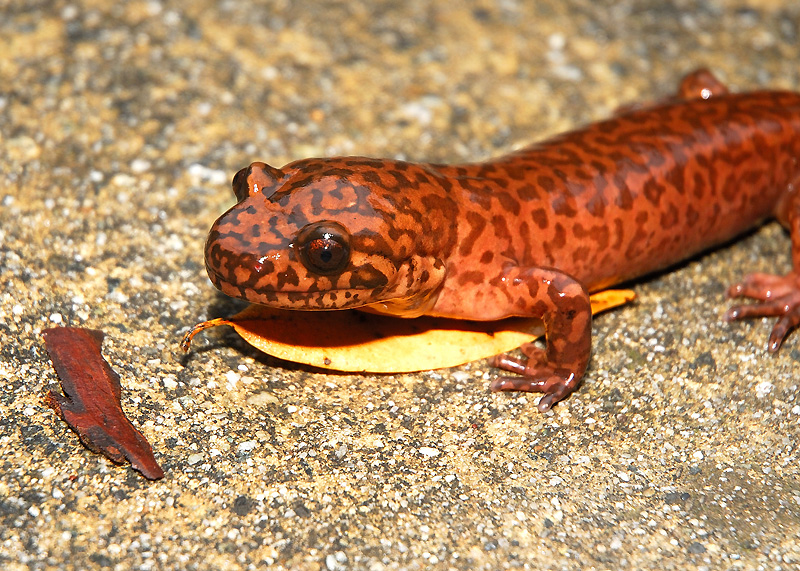 chinese giant salamander predators