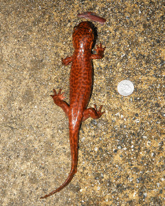 Just for scale, this California Giant Salamander is next to a US Quarter, which is approximately 1 inch in diameter