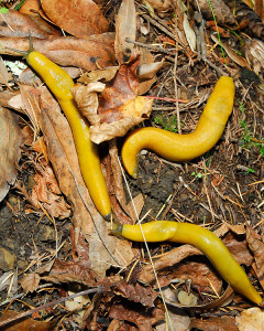 California Giant Salamanders have been photographed consuming Banana Slugs (Ariolimax dolichophallus)