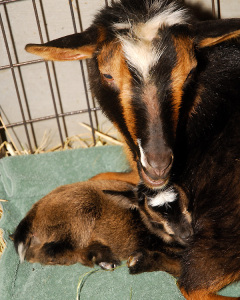 Just born - Minnie with baby Bella in March