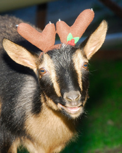 Minnie's daughter, Bella, in December,  sporting her first set of holiday antlers