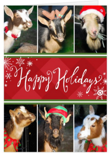 Happy Holidays from all of us at Curbstone Valley Farm
