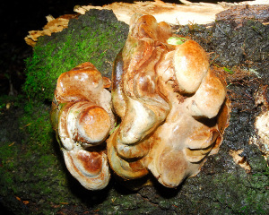 This conk-like fungus, the size of my head,  shows this oak was in a state of decay before the storm felled it