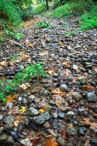 Our main creek bed as of November 21st...dry.