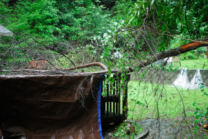 Although this tree hit the deck behind the house, it did no damage