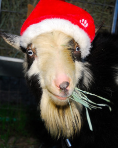 Don't forget to leave some hay out for Santa