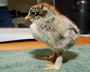 New Brahma chicks, and baby goats. We'll be very busy this spring!
