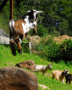 At least now we'll have somewhere comfortable to sit and watch from while the goats zip about