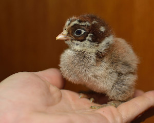 One of our 3 day-old Dark Brahma chicks