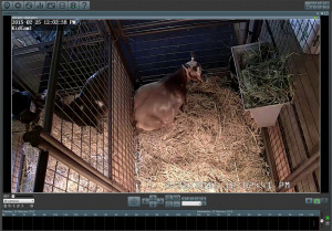 We're able to keep a watchful eye on Lotus through our new barn camera system any time of day...