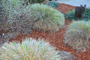 The native deer grasses (Muhlenbergia rigens) look much less shaggy now