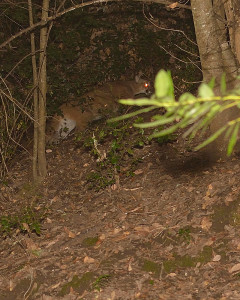 One of two Mountain Lions on the slope behind the house on January 21st (click image to enlarge) This shot was taken with a 35mm fixed portrait lens...NOT a zoom lens. It was that close.