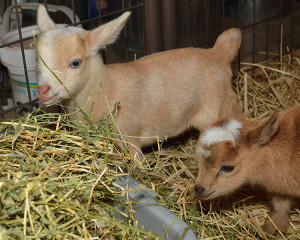 24 hours old, and they're already investigating the hay bin
