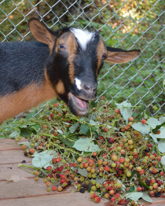 Minnie would disown us if there were no blackberries at the new farm!