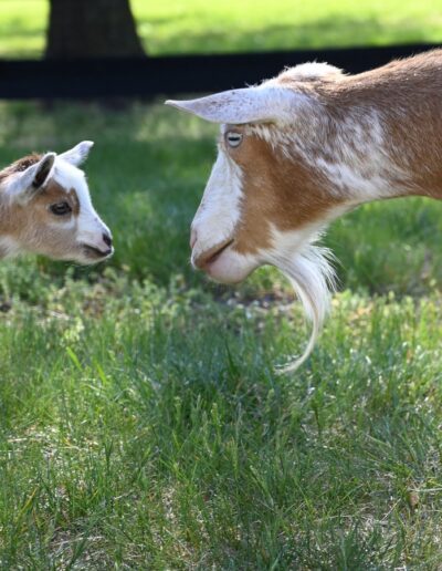 Boudica with her dam, Bellatrix