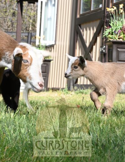 Boudica with her dam, Bellatrix